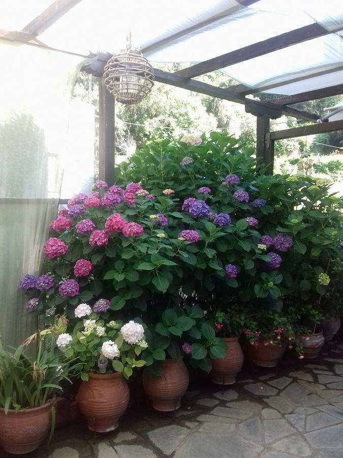 Eleni Studios Agios Ioannis  المظهر الخارجي الصورة